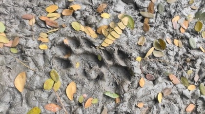 An unseen presence: Fear of tiger attack grips 6 villages along Sundarbans

