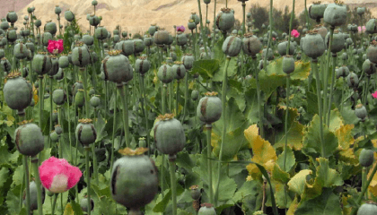 Myanmar opium farming booming after coup: UN
