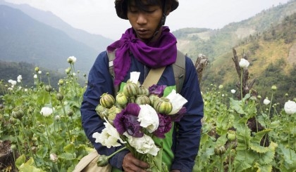 Myanmar opium cultivation surged 33% amid violence, UN finds
