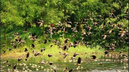Migratory birds flocking into Cumilla lakes