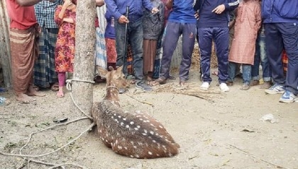 Deer enters locality for food, released in forest