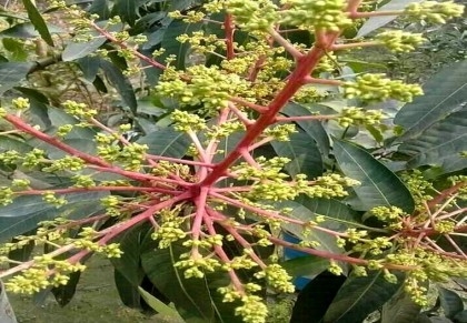 Advanced flowering predicts bumper mango yield in Rajshahi

