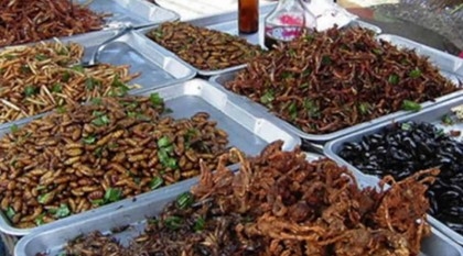 Qatar bans insect food after EU expands menu