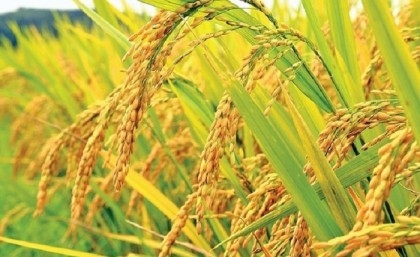 Govt procures 36,500 tonnes of Aman rice in Khulna
