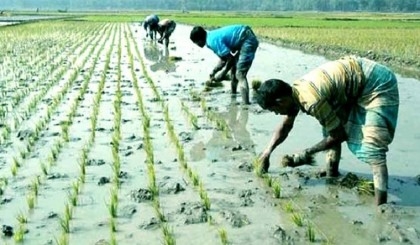 Rangpur farmers complete 72pc Boro seedling transplantation