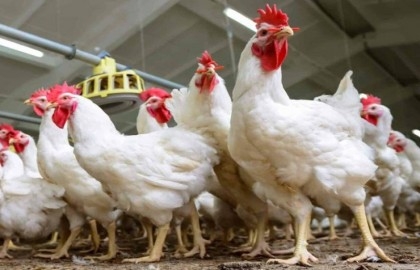 Chicken crisis worsens as price reaches Rs705 per kg in Pakistan 

