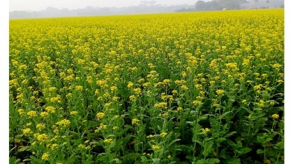 Bumper mustard production likely in C'nawabganj