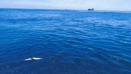 Oil giant 'covered up' Australia dolphin deaths – whistleblower