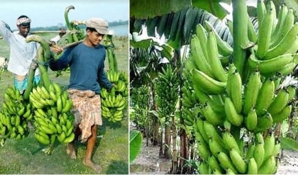 Expanding banana farming brings fortunes to many farmers

