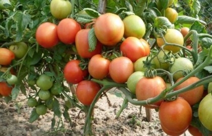 Summer tomato cultivation getting popularity in Dinajpur

