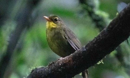 Long lost Madagascar songbird seen again in wild