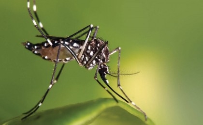 Bangladesh reports 4 more Dengue cases

