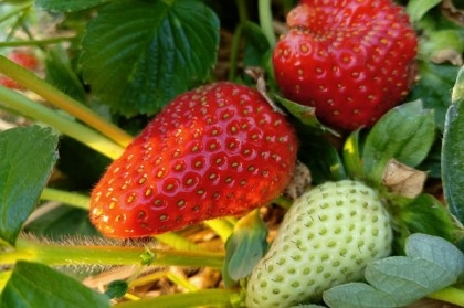 Strawberry brings diversification in Rajshahi's fruit markets