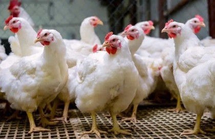 Broiler chicken Tk 290 per kg! Legal action by tomorrow if price not checked     


