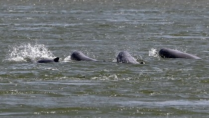 The battle to save Cambodia's river dolphins from extinction