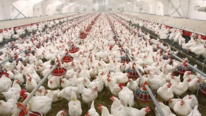 Large companies blamed for soaring poultry prices