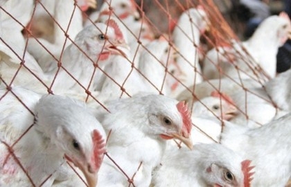 Big companies to sell broiler chicken at Tk 190-195 at farm level

