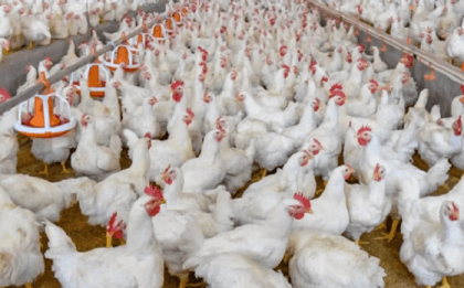 Broiler chicken price to be decreased by Tk 30-40 per kg: DG of DNCRP