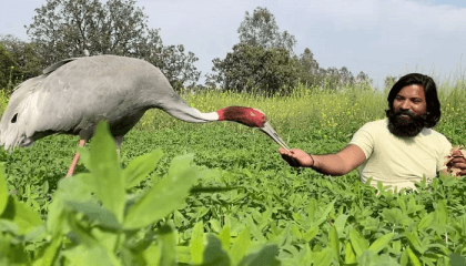 India officials confiscate crane from man who saved it