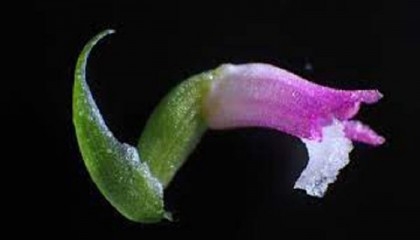 New 'glass-like' orchid species discovered in Japan

