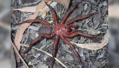 Rare giant spider species spotted in Queensland