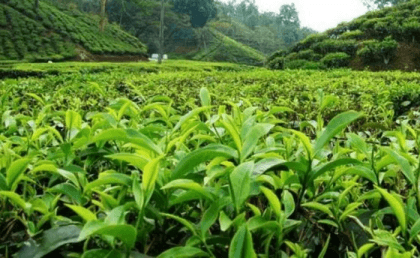 Tea auction for 2023-24 to start at Chattogram on April 17