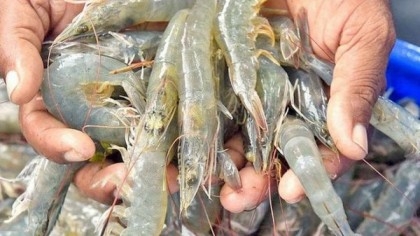 Vannamei shrimp: Govt approves commercial cultivation

