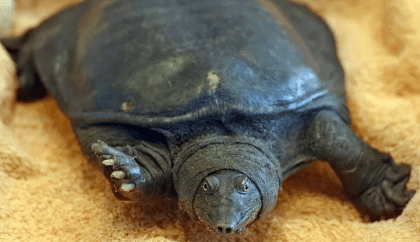 Boxes of dead turtles seized in massive Australia biosecurity haul