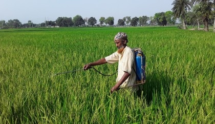 Boro farmers expect bumper yield in Chapainawabganj