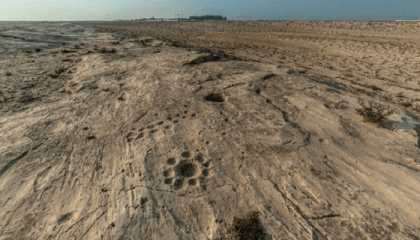 The mysterious symbols found carved in Qatar’s desert
