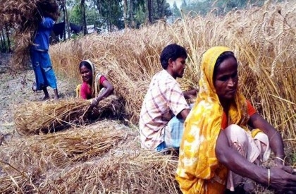 61,554 tonnes of wheat produced in Rangpur region