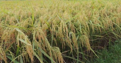 70pc Boro paddy of haor areas harvested: Agriculture Ministry