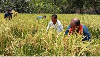 Salinity-tolerant rice cultivation brings delight to Barguna farmers