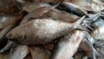 2-month ban on Hilsa fishing  to end Sunday midnight