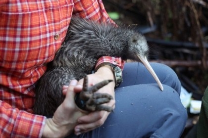 New Zealand fights to save its flightless national bird