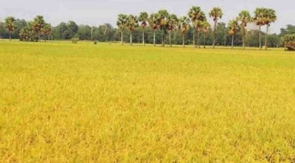 90% paddy harvested in haor areas: Minister