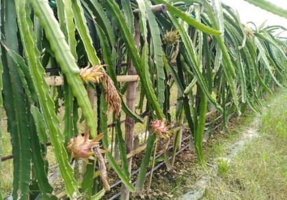 Dragon brings diversification in Rajshahi's fruit farming system

