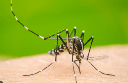 Bangladesh logs 27 more dengue cases