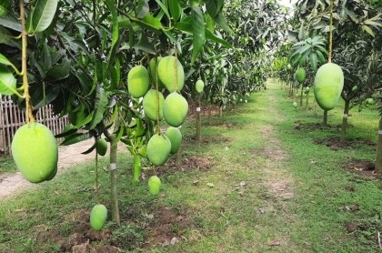 Rajshahi mango to be available in market from tomorrow

