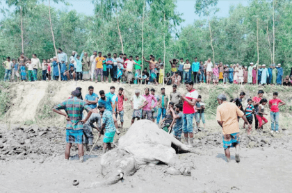 Elephant found dead in Sherpur