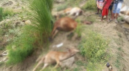 Shepherd killed with 14 cows due to lightning in Ishwardi