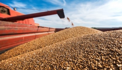 Ukraine's grain, oilseeds exports may fall by third this year
