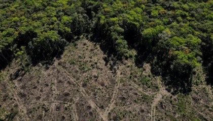 Brazilian Amazon deforestation falls 31% under Lula