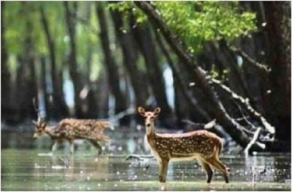 80 ponds restored in Sundarbans to meet freshwater demand for wildlife