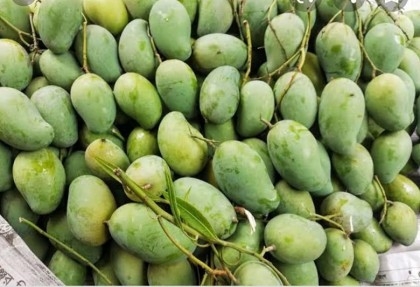 Prime Minister Sheikh Hasina sends fresh seasonal mangoes to Delhi