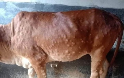 Lumpy skin disease kills around 300 cows in Sylhet’s Kanaighat upazila, farmers worried ahead of Eid-ul-Azha