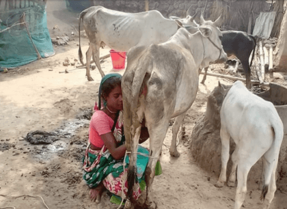 1.5 lakh surplus sacrificial animals in Rajshahi region