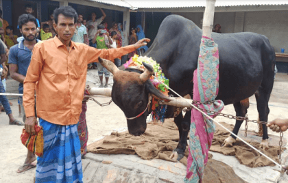 'Big Boss', kingsize bull of Thakurgaon, comes with Pulsar motorbike