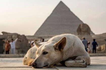 Egypt bans all dogs except for 10 breeds

