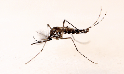 Four more dengue patients die in 24hrs; 477 hospitalised